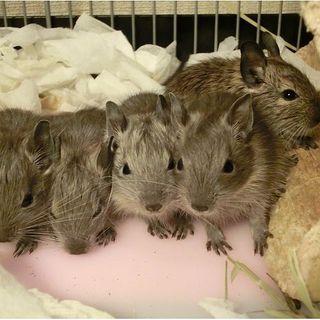 募集終了しました。ありがとう御座いました。