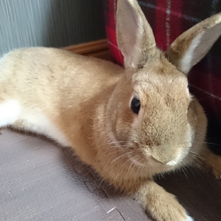 ネザーランドドワーフ♀１歳６ヶ月