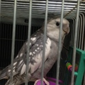 オカメインコ 2羽 (荒鳥)