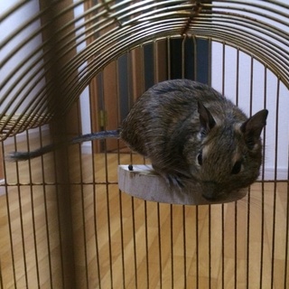 デグー里親募集‼︎