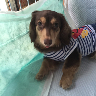 カワイイ盛りのダックス♀ジニー５ヵ月