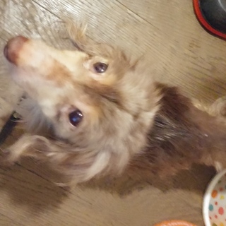 チョコダップルのメス犬チップちゃんです。