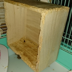 「かじり木は百均の一升枡を」サムネイル2