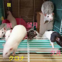 「かじり木は百均の一升枡を」サムネイル3