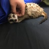 モツ煮