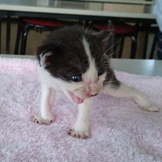 ☆可愛い白黒　乳飲み子　がんそくん☆