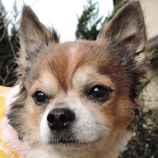 心臓病でも優しく強く生きる穏やかチワワのサン君