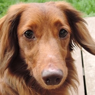 エドいつも人と一緒にトイレ社会性◎元気なＭダックス