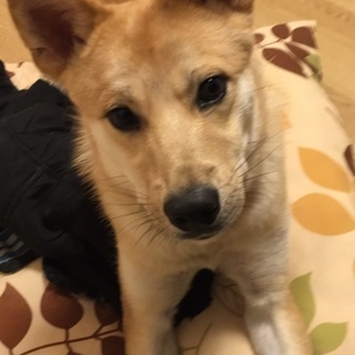 甘えん坊ワンコに愛情を※交渉中です