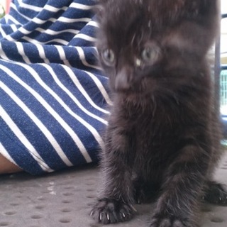 黒い赤ちゃん猫