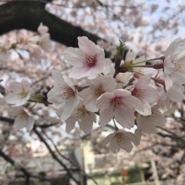 錦23のカバー写真