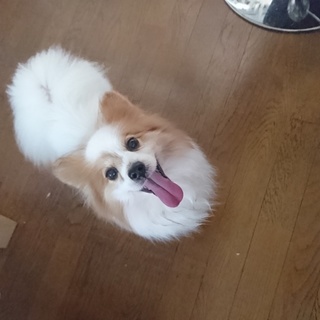 追記有！パピヨン！げんきくん。人懐っこいです。