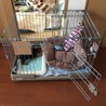 お気に入りのオモチャはケージの中に皆運びます（笑）
