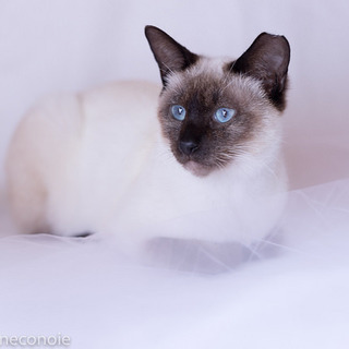 元気で懐こいありすちゃん