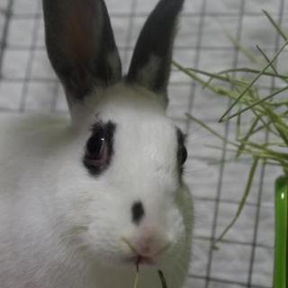 寺小屋保護っ子★ヨウちゃん★７月生まれ