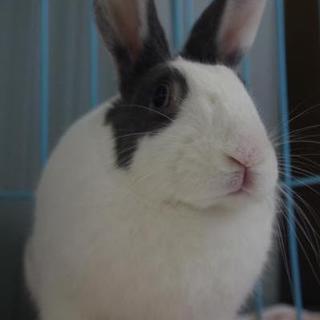 寺小屋保護うさぎさん★ハイジちゃん★