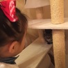 ねこすみれ