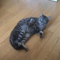 賢い保護猫ドラミちゃん