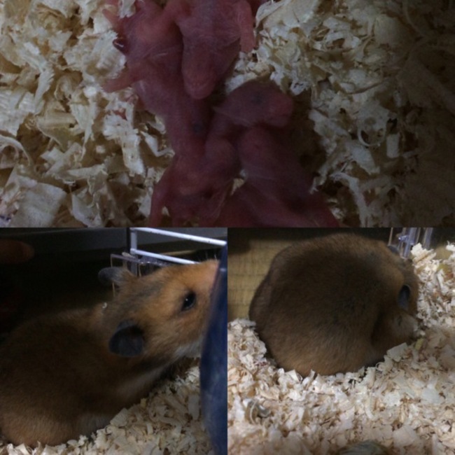 ねずみチャンのカバー写真