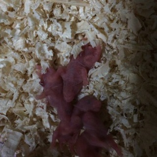 大至急！ゴールデンハムスターの赤ちゃん