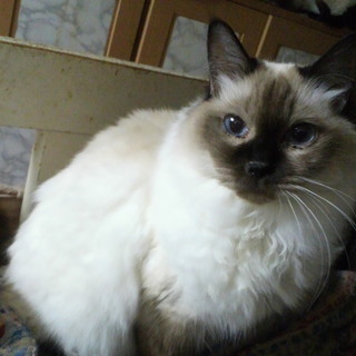 モコモコの人懐っこい女の子です。