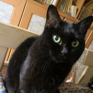 12歳ですが撫でられるのが大好きな人懐こい子です。