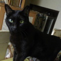 人間が大好きな黒猫くまちゃんです。