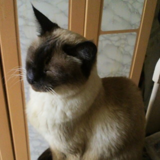 やさしい性格のアンちゃんです。