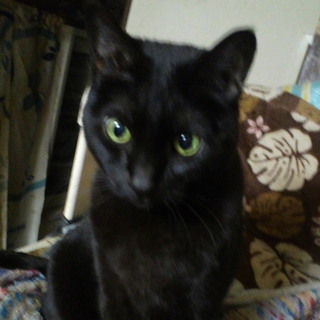 人に忠実なやさしいグリーンちゃんです。