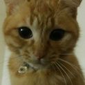 新しい家族探してます