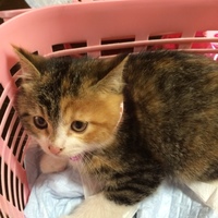ココちゃん