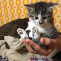【募集停止】生後1カ月の子猫2匹 