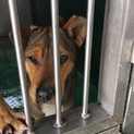 緊急で里親募集してます