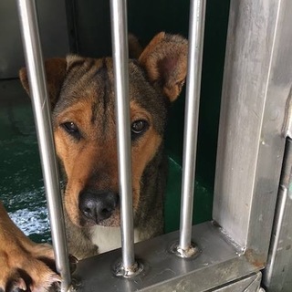 緊急で里親募集してます