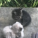 変わった色の仔猫ちゃんです(^-^)/