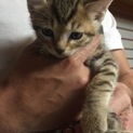 生後1ヶ月半のオス猫です