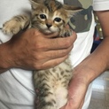 生後1ヶ月半のメス猫です