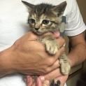 生後一ヶ月半のメス猫です