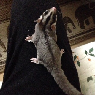 モモンガ新しい飼い主さんを探してます！！