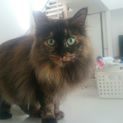 ふわふわ長毛のアリスちゃん♪幸せになりました