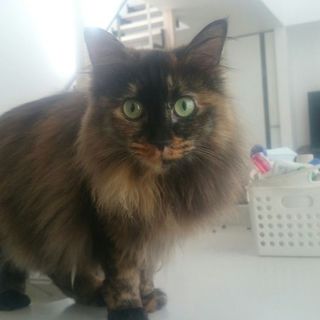 ふわふわ長毛のアリスちゃん♪幸せになりました