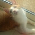 とっても人懐こいツクネくん♪8カ月男の子去勢済み