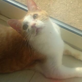 とっても人懐こいツクネくん♪8カ月男の子去勢済み