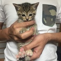 生後一ヶ月半のメス猫です