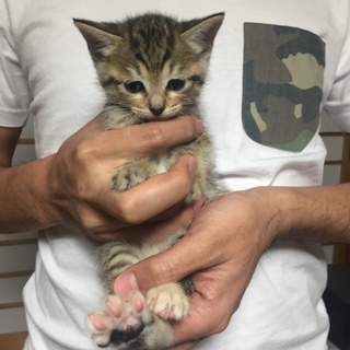 生後一ヶ月半のメス猫です
