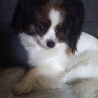 パピヨン★モカ★お散歩が大好きです！