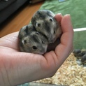 ジャンガリアンの赤ちゃんです！