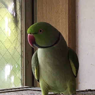 ワカケホンセイインコの荒鳥です。
