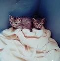 保護しています体長は15cmの可愛い子猫の兄弟です
