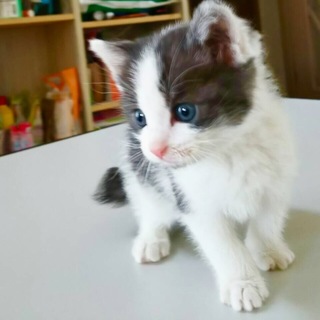 募集一時停止させていただきます。